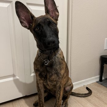 Von Riesig Kennel - 5 Month Old Dutch Shepherd Puppy - Pet Breeders Near Me Von Riesig Kennel - 5 Month Old Dutch Shepherd Puppy - Pet Breeders Near Me