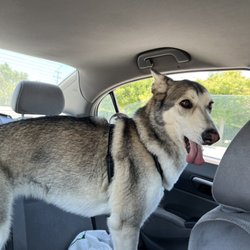 Canoga Pet Resort - Oreo was spirited on our way home.