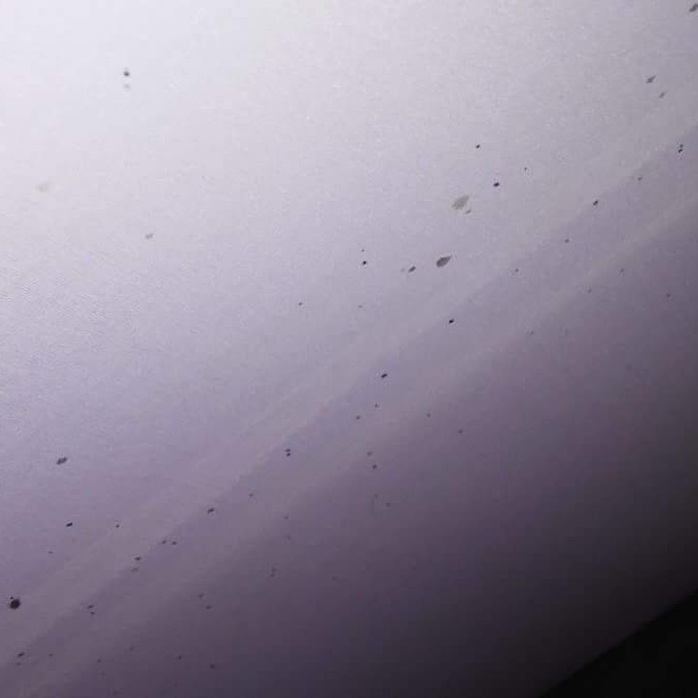 Bed Bugs All Gone - Pest Control Near Me Bed Bugs All Gone - Pest Control Near Me
