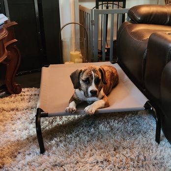 Controlled K9 - Pet Training Near Me