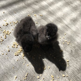 Standard Feed and Seed - Silkie Bantam Chicks - Pet Stores Near Me - Jacksonville, Florida Standard Feed and Seed - Silkie Bantam Chicks - Pet Stores Near Me - Jacksonville, Florida