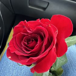 El Sazon De La Abuela - My Mother's Day rose!