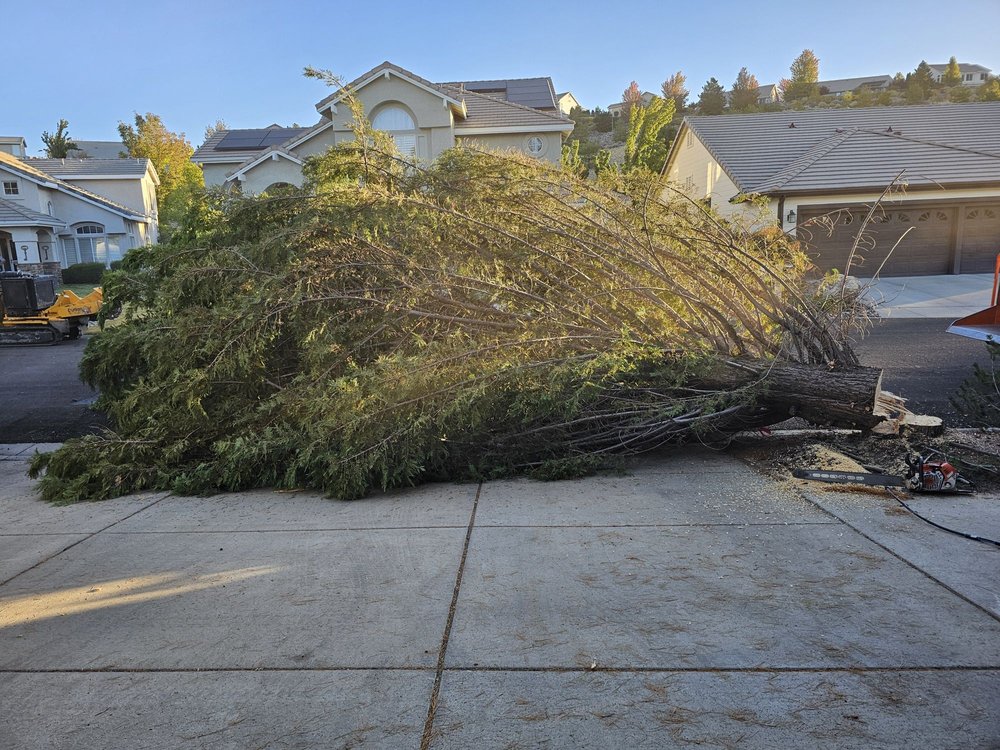 Battle Born Tree Service - tree service in Carson City, NV