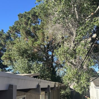 Califa Tree Care - Post trim - Tree Services Near Me