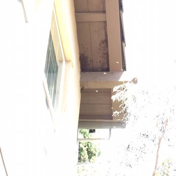We Save Bees - Pest Control Near Me - Lake Forest, California We Save Bees - Pest Control Near Me - Lake Forest, California