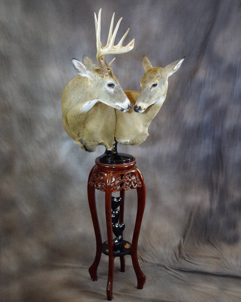 Memories of the Hunt Taxidermy - taxidermy in Excelsior Springs, MO