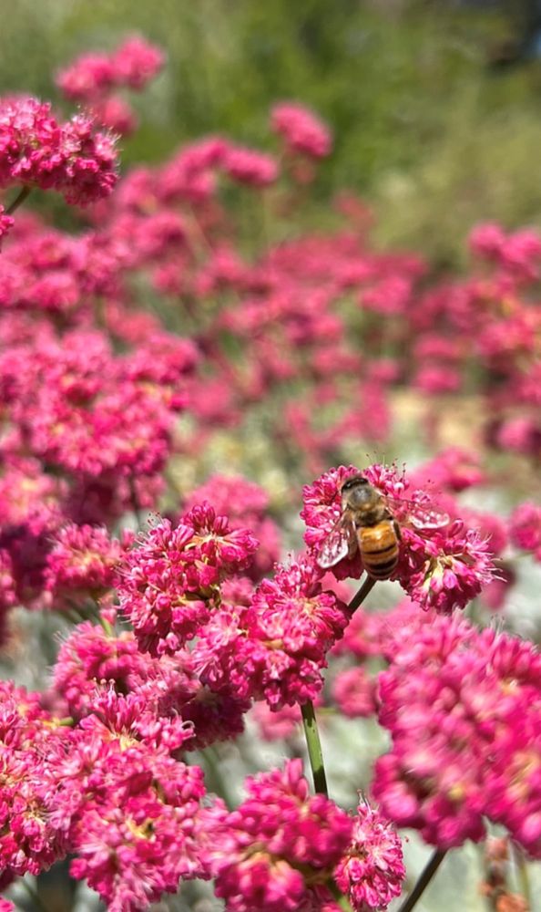 Reviews of RUTH BANCROFT GARDEN & NURSERY Updated September 2024