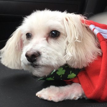 Whiskers To Tails - Trying to protect the new "do" - Pet Groomers Near Me - Redlands, California