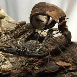 Entomica