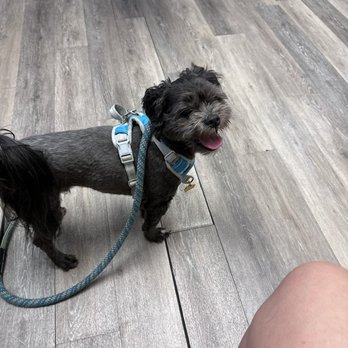 Aloha Affordable Veterinary Services - Rosco done with check up! - Veterinarians Near Me - Aiea, Hawaii