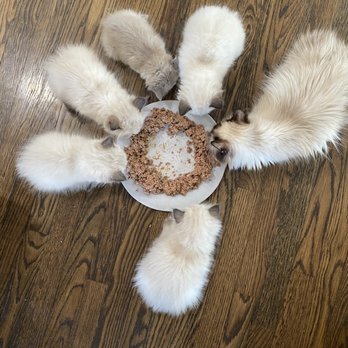 Sunshine Ragdolls - Pet Breeders Near Me Sunshine Ragdolls - Pet Breeders Near Me