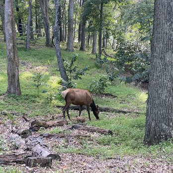 Lone Elk Park - Elk - Parks Near Me - Valley Park, Missouri Lone Elk Park - Elk - Parks Near Me - Valley Park, Missouri