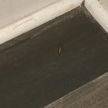 Larrowe Property Management - I killed this roach and as you can the see the baseboard is not cleaned. - Vacation Rental Agents Near Me - Myrtle Beach, South Carolina Larrowe Property Management - I killed this roach and as you can the see the baseboard is not cleaned. - Vacation Rental Agents Near Me - Myrtle Beach, South Carolina