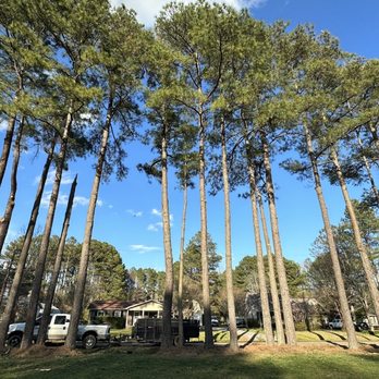 Audel Jimenez Tree Service - Tree Services Near Me Audel Jimenez Tree Service - Tree Services Near Me