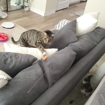 Catify My Home - Pet Sitting Near Me - Sarasota, Florida