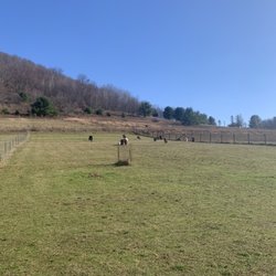 Cinco C's Alpacas