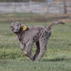 Side of Beef CO - Happy fuzzy calves!
