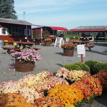 Chase Farms - Fall mums are a steal at Chase Farms - Farmers Market Near Me - Fairport, New York