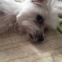 Poor baby got a bad haircut here. Too blunt. Poor baby got a bad haircut here. Too blunt.