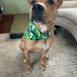 The Bark Club - Bandana made by Jess and looks incredible on Tortilla