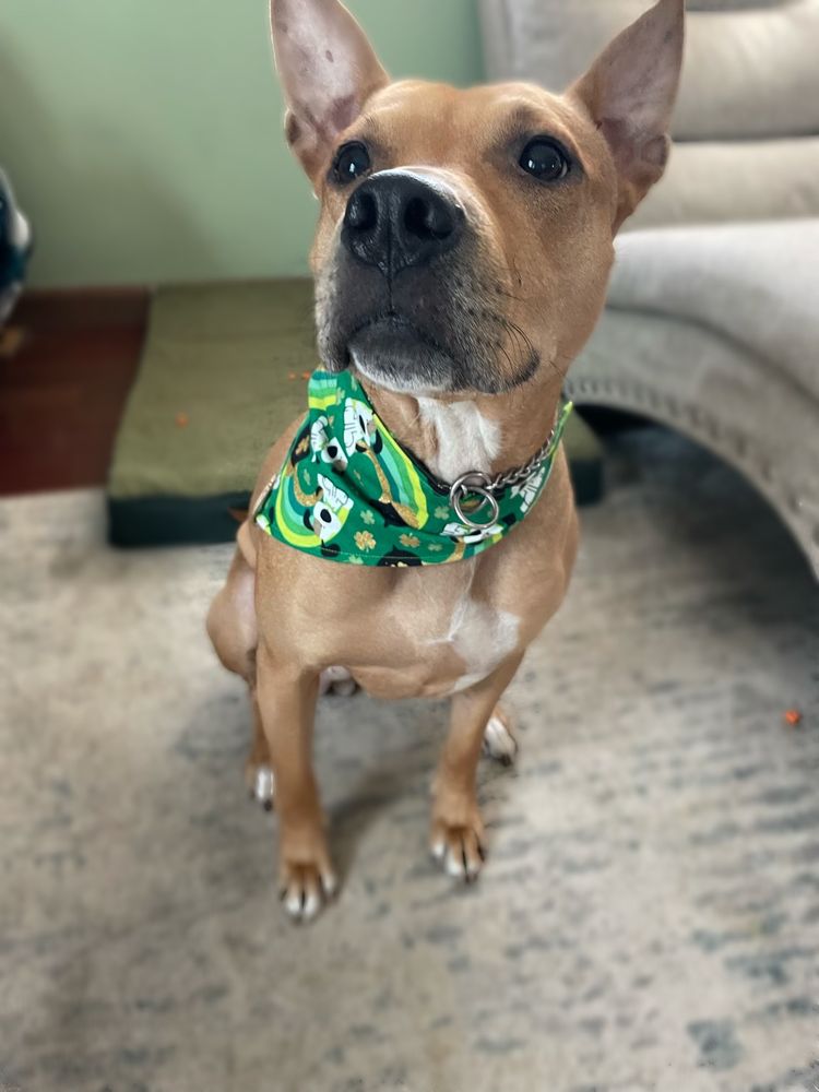 The Bark Club Image