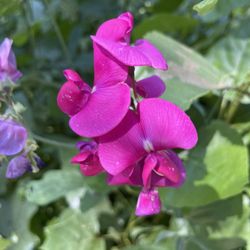 Mariposa Arts Park - Beautiful flowers along the Mariposa Creek