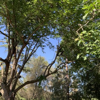 Easy Stumps Tree Services - Tree Services Near Me - Folsom, California