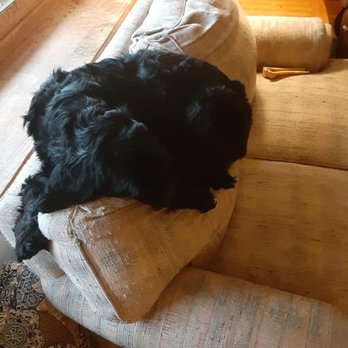 Wiggle Waggles Doggie Daycare - Pet Sitting Near Me - Syracuse, New York Wiggle Waggles Doggie Daycare - Pet Sitting Near Me - Syracuse, New York