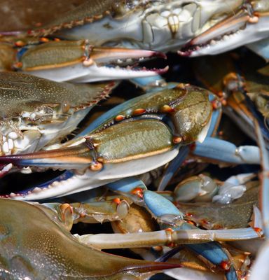 Cameron's Seafood by null
