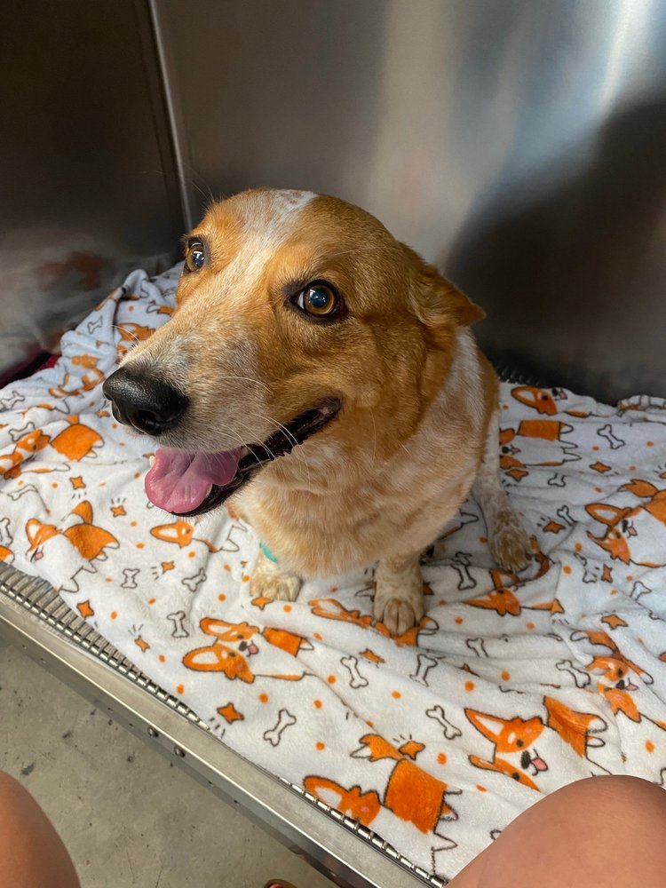 PINECREST VETERINARY CLINIC Updated August 2024 18 Photos 1264