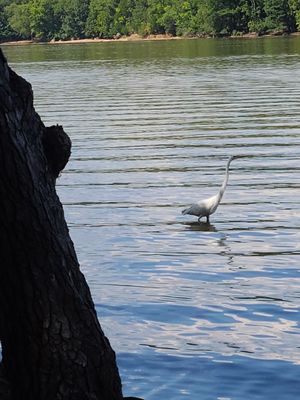 LAKE WATEREE STATE PARK - Updated January 2026 - 25 Photos & 11 Reviews