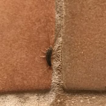 Panera Bread - More bugs - Sandwiches Near Me - Kalamazoo, Michigan