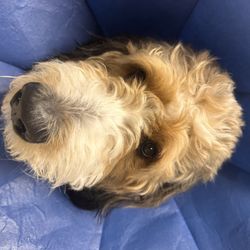 Kendall Animal Clinic - Sweet Milo came to get Neutered by Dr.Rogoff! Another successful surgery day!