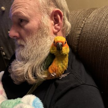 The Purple Parrot - He is so sweet ! - Pet Breeders Near Me - Ona, West Virginia The Purple Parrot - He is so sweet ! - Pet Breeders Near Me - Ona, West Virginia