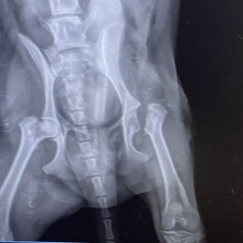 Pearl’s Veterinary Surgery - X-ray of Charlei's bone structure - Veterinarians Near Me - Honolulu, Hawaii Pearl’s Veterinary Surgery - X-ray of Charlei's bone structure - Veterinarians Near Me - Honolulu, Hawaii
