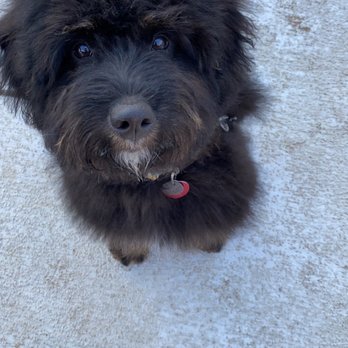 Bar K - Post groom. Thanks Emma! - Dog Parks Near Me - Kansas City, Missouri