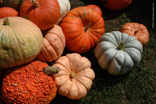 Montgomery Place Orchards by null