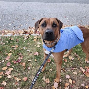 Happy Trails - My boy is always super serious in photos! - Pet Sitting Near Me