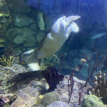 Shedd Aquarium - Aquariums Near Me - Chicago, Illinois