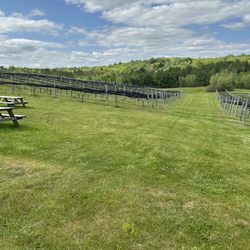 Black Bear Winery