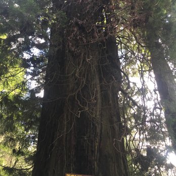 Tour Thru Tree - Local Flavor Near Me - Klamath, California