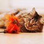 Photo of Prestige Pet Sitting