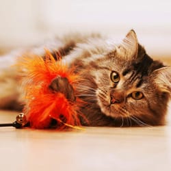 Prestige Pet Sitting