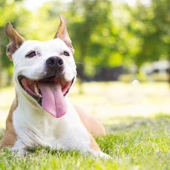 Rice Pet Clinic - Huxley loves summer. - Veterinarians Near Me - Little Canada, Minnesota Rice Pet Clinic - Huxley loves summer. - Veterinarians Near Me - Little Canada, Minnesota