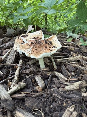 Effigy Mounds National Monument by null