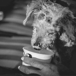 Sylmar Grooming - His head had a fungus do to un sanitize blade shaver plus they mutilated his thumb causing him to loose balance and never be a normal dog.