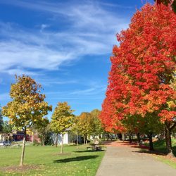 Issaquah Community Center - Nice fall color