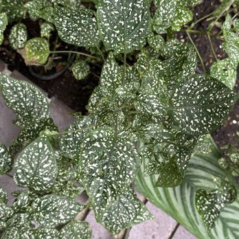 Barbican Conservatory - Polka-dot plants is aptly named. - Performing Arts Near Me - London, XGL