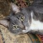 Photo of Cat's Eye Cat Sitting