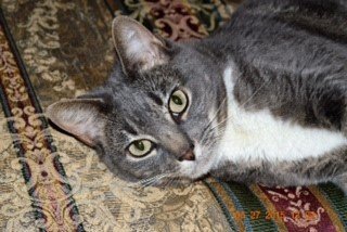 Cat's Eye Cat Sitting - pet boarding facility in Chandler, AZ